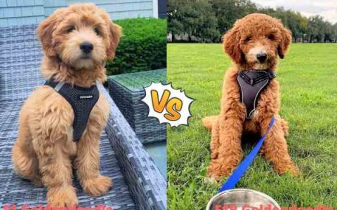 F1与F1B Goldendoodle之间的差异