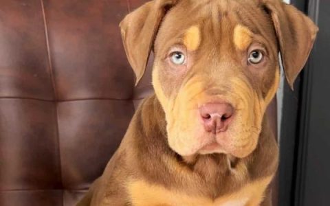 XL号美国恶霸犬要多少钱一只?(美国恶霸犬xl的寿命多长)