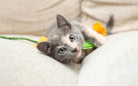 一只三色猫的每年费用需要多少钱?(喂养三色猫日常生活省钱妙招)