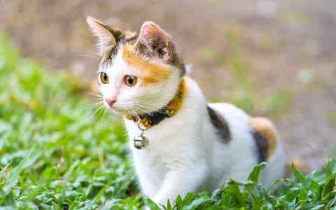 一只三色猫要多少钱?(影响三色猫成本的关键因素)