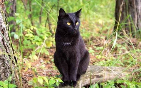 一只孟买猫要多少钱?(影响孟买猫的价格差异及其原因)