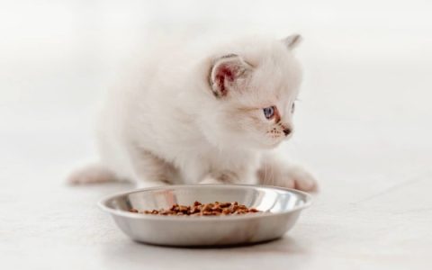 一只布偶猫一年开销多少钱?(布偶猫饲养省钱小妙招)