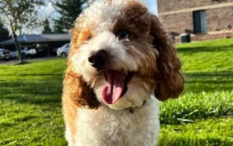 一只帕蒂贵宾犬要多少钱?(帕蒂贵宾犬的气质和性格)