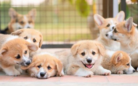 一般柯基的价位是多少?(柯基犬的价格参考)