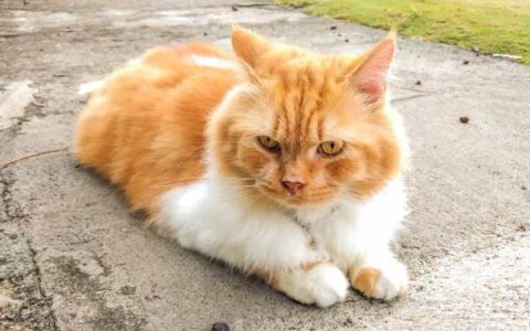 一只橙色波斯猫多少钱?(饲养橙色波斯猫的花费清单)