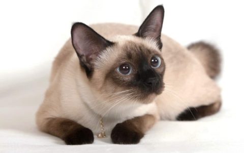 一只海豹点暹罗猫要多少钱?(海豹点暹罗猫的初始饲养成本清单)