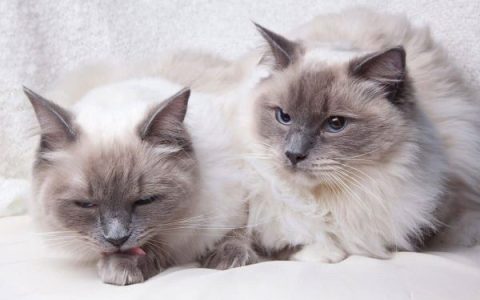 一只灰色布偶猫要多少钱?(灰色布偶猫每年的花费清单)