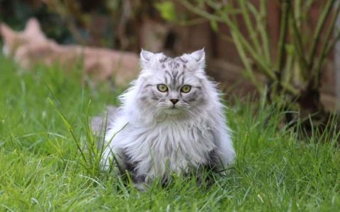 一只灰色波斯猫多少钱?(饲养灰色波斯猫开销多少)