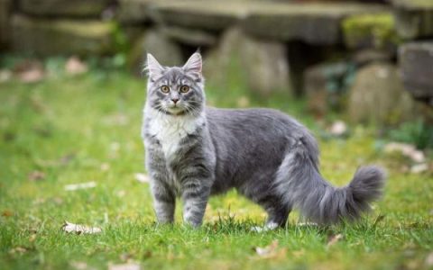 一只灰色缅因猫要多少钱?(灰色缅因猫每年的开销多少?)