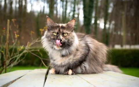 一只玳瑁缅因猫要多少钱?(饲养玳瑁缅因猫开销多少)