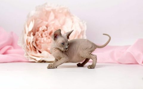 一只精灵猫要多少钱?(精灵猫的优点和缺点)