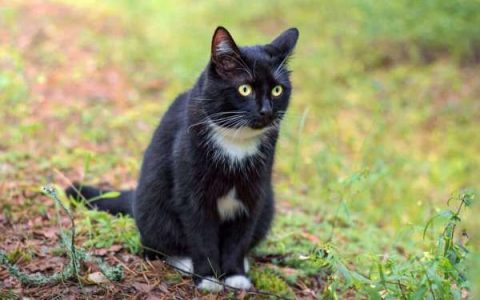 一只绿眼睛的黑猫要多少钱?(黑猫最稀有的眼睛颜色是什么?)