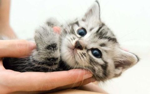 一只美国短毛猫要多少钱?(决定美国短毛猫价格因素有哪些)