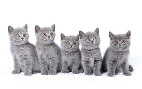 一只英国短毛猫多少钱?(养英国短毛猫日常费用开销)