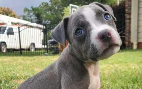 一只蓝眼比特犬要多少钱?(蓝眼睛的比特犬长什么样?)