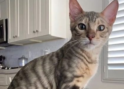 一只蓝色玩具虎猫要多少钱?(蓝色玩具虎猫每年的花费清单)