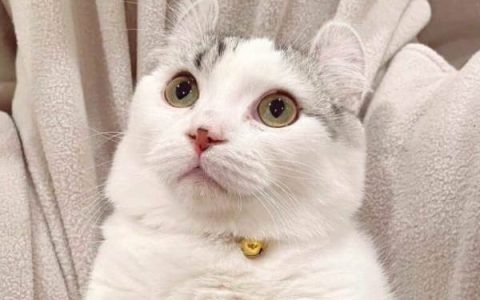 一只金卡洛猫要多少钱?(金卡洛猫的优点和缺点)