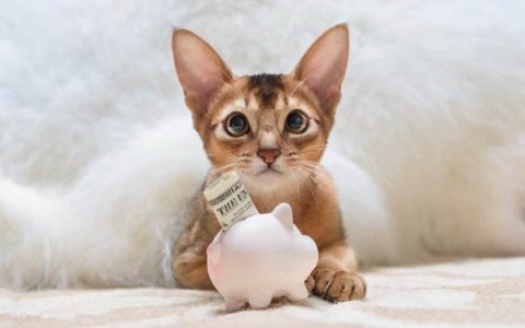 一只阿比西尼亚猫要多少钱?(阿比西尼亚猫一个月花费要多少钱)