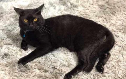 一只黑孟加拉猫要多少钱?(黑孟加拉猫的平均寿命是多少岁)