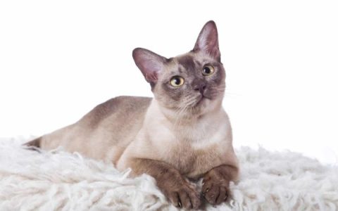 东奇尼猫多少钱一只?(东奇尼猫价格调查与分析)