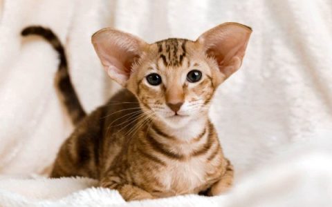 东方短毛猫多少钱一只?(东方短毛猫的初始饲养成本清单)