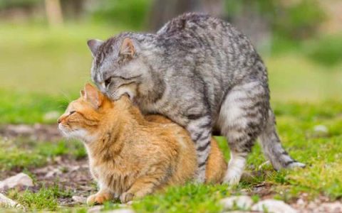 为什么公猫的阴茎上有倒刺?(猫如何交配和繁殖?)