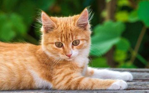 什么决定猫眼睛的颜色?(猫最稀有的眼睛颜色是什么?)