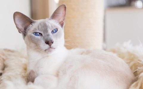 什么是丁香点暹罗猫?(丁香点暹罗猫的历史和起源)