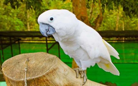 什么是伞凤头鹦鹉?(伞凤头鹦鹉的历史和起源)