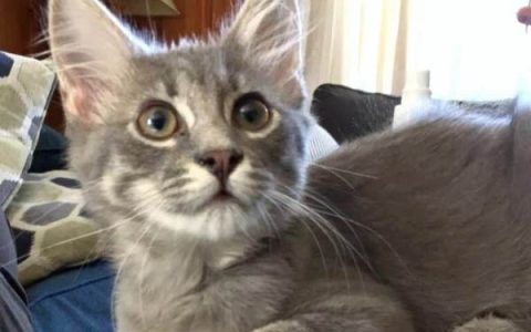 什么是俄罗斯蓝缅因猫?(俄罗斯缅因蓝猫混种的起源和历史)