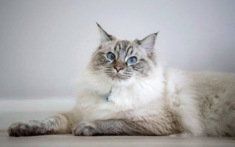 什么是山猫布偶猫?(山猫布偶猫外观特征)