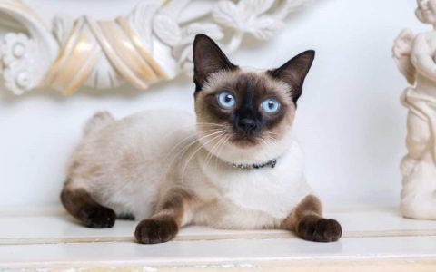 什么是巧克力暹罗猫?(巧克力暹罗猫外观特征)