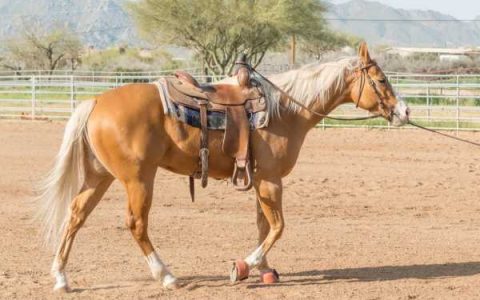 什么是帕洛米诺马?(帕洛米诺马是一个品种吗)