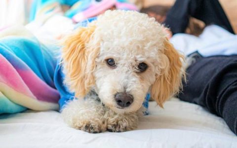 什么是帕蒂贵宾犬?(帕蒂贵宾犬是纯种吗?)