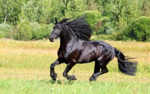 什么是弗里斯兰马?(弗里斯兰马的历史和起源)