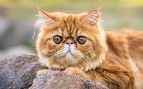 什么是橙色波斯猫?(橙色波斯猫的寿命有多长)