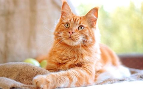 什么是橙色缅因猫?(橙色缅因猫的外观特征)