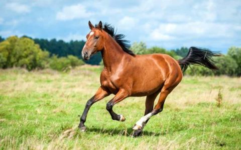 什么是海湾马?(海湾马的15种颜色变化及其外观)