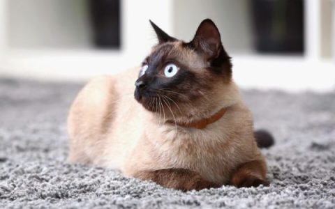 什么是海豹点暹罗猫?(海豹点暹罗猫的外观特征)