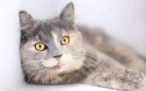 什么是淡玳瑁猫?(关于稀释玳瑁猫的12个冷知识)