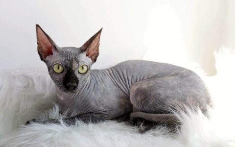什么是灰斯芬克斯猫?(灰斯芬克斯猫的寿命是多少岁)