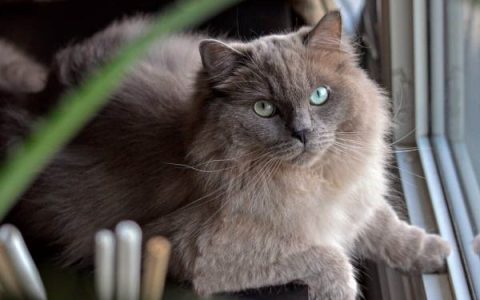 什么是灰色布偶猫?(灰色的布偶猫是什么品种?)