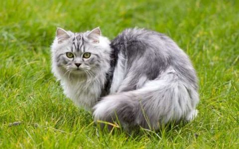 什么是灰色波斯猫?(灰色波斯猫的外观特点)