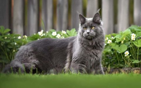 什么是灰色缅因猫?(缅因猫平均寿命是多少年?)