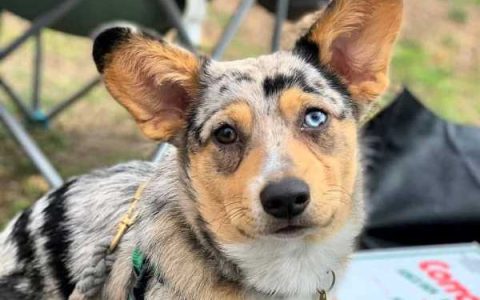 什么是牛仔柯基犬?(牛仔柯基犬的外观特征)