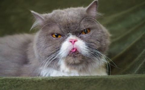 什么是猫的近亲繁殖?(如果猫近亲繁殖会发生什么?)