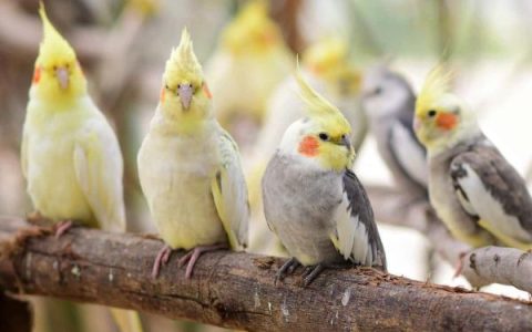 什么是玄凤鹦鹉颜色突变?(科普不同类型的玄凤鹦鹉品种和颜色突变)