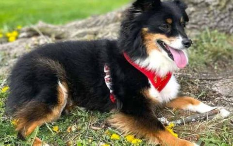 什么是玩具澳大利亚牧羊犬?(玩具澳大利亚牧羊犬外观特征)