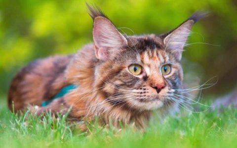 什么是玳瑁缅因猫?(玳瑁缅因猫的外观及性格特征)