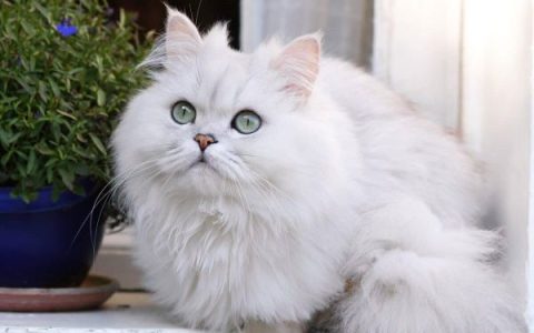 什么是白色波斯猫?(白色波斯猫的外观特点)